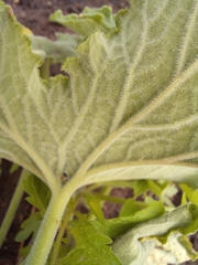 Pelargonium hispidum