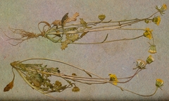 Senecio matricariifolius