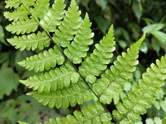 Diplazium kawakamii