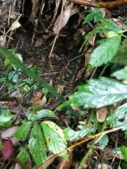 Diplazium kawakamii