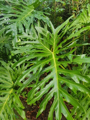 Thaumatophyllum bipinnatifidum