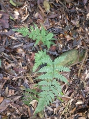 Athyrium arisanense