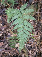 Athyrium arisanense