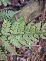 Athyrium arisanense