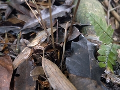 Athyrium arisanense