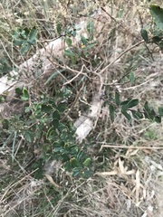 Olearia myrsinoides