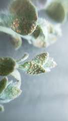 Puccinia cressae