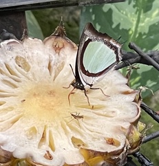 Polyura jalysus