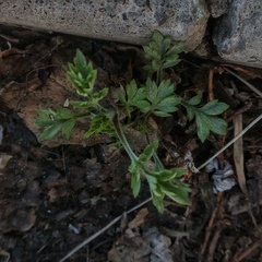Artemisia