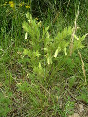 Onosma fastigiata