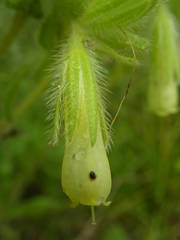Onosma fastigiata