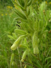 Onosma fastigiata