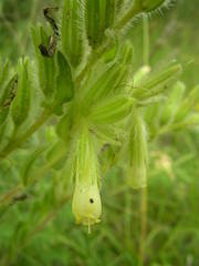 Onosma fastigiata