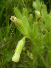 Onosma fastigiata