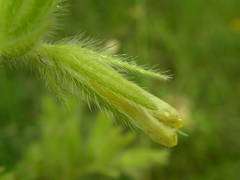 Onosma fastigiata