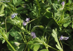 Vicia lens odemensis