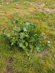 Rumex obtusifolius
