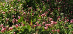 Trifolium pauciflorum