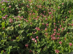 Trifolium pauciflorum