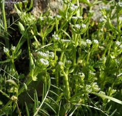 Valerianella orientalis