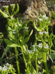Valerianella orientalis