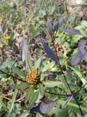 Bidens frondosa