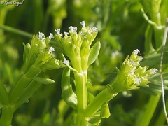Valerianella orientalis