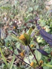 Bidens frondosa