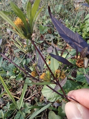 Bidens frondosa