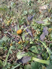 Bidens frondosa