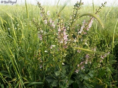 Salvia hierosolymitana