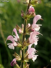 Salvia hierosolymitana