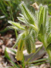 Onosma fastigiata