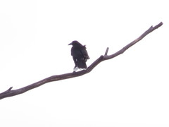 Strepera versicolor arguta