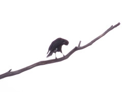 Strepera versicolor arguta