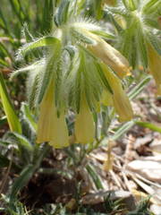 Onosma fastigiata