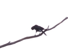 Strepera versicolor arguta