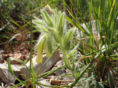 Onosma fastigiata