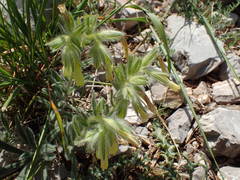 Onosma fastigiata
