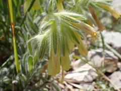 Onosma fastigiata