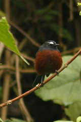 Ochthoeca cinnamomeiventris