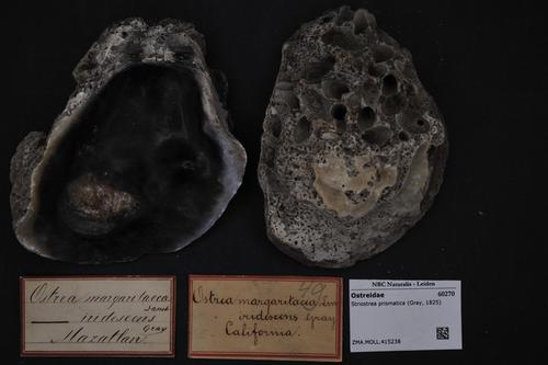 Stone Oyster