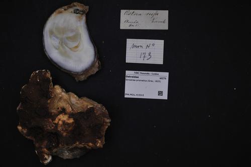 Stone Oyster