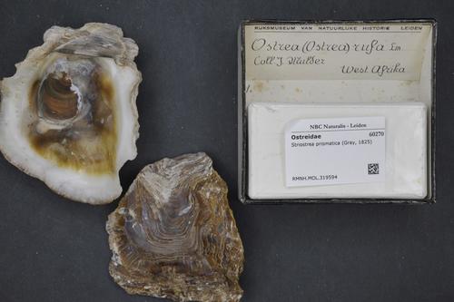Stone Oyster