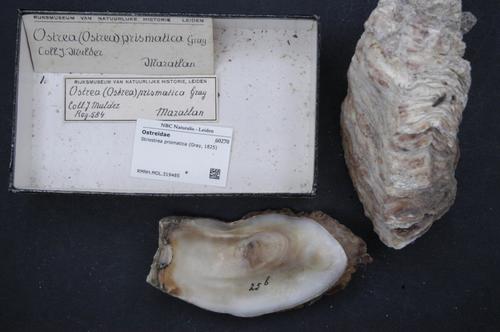 Stone Oyster