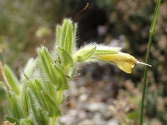 Onosma fastigiata