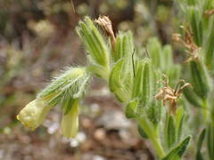 Onosma fastigiata