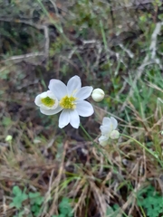 Thalictrum tuberosum