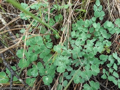 Thalictrum tuberosum