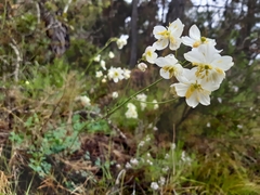 Thalictrum tuberosum